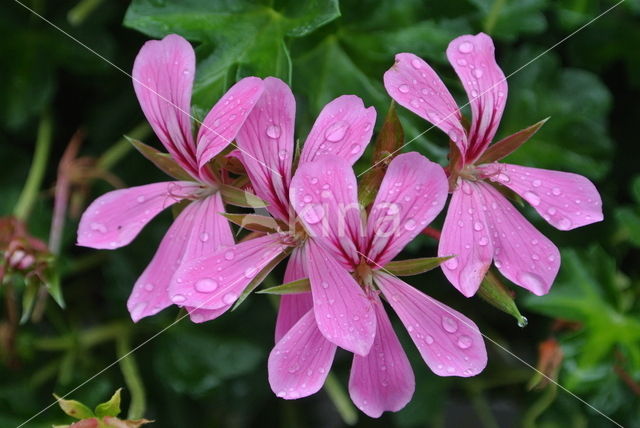 Pelargonium spec