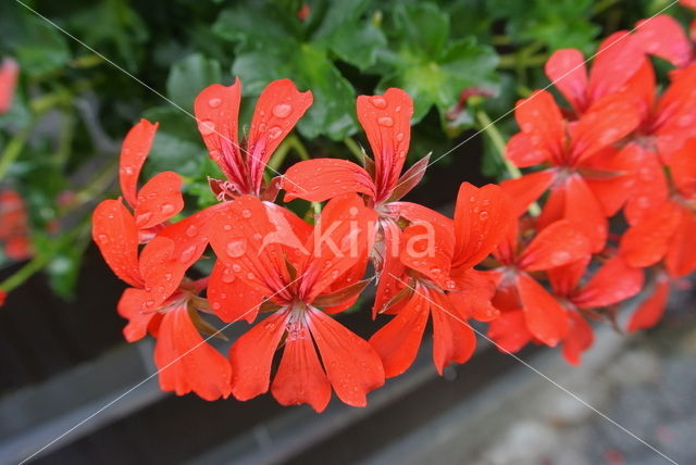 Pelargonium spec