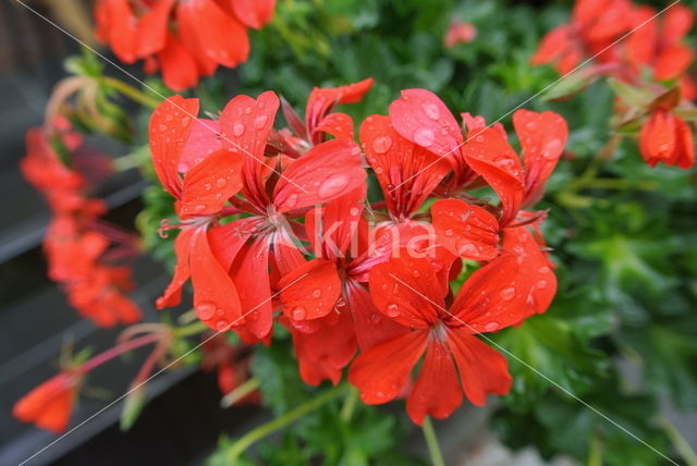 Pelargonium spec