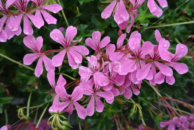 Pelargonium spec