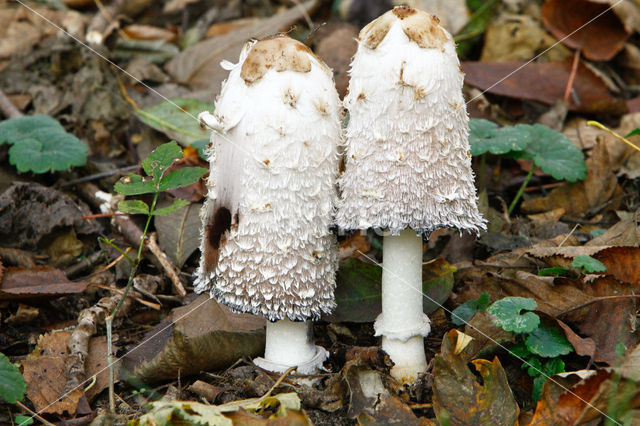 Geschubde inktzwam (Coprinus comatus)