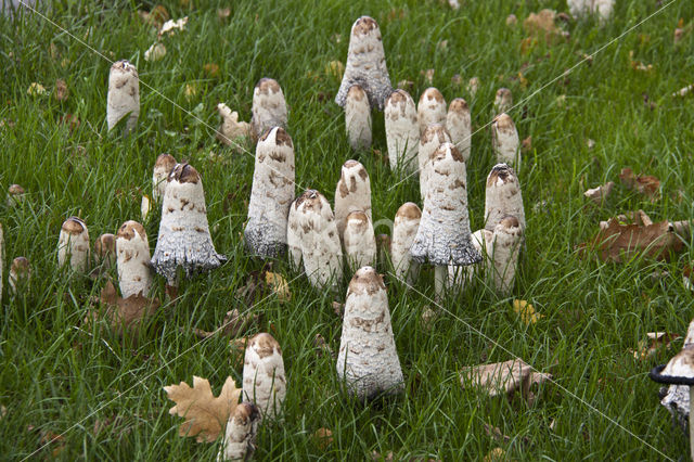 Geschubde inktzwam (Coprinus comatus)