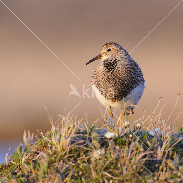 Gestreepte Strandloper (Calidris melanotos)