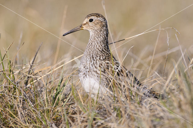 Pectoral Sandpiper (Calidris melanotos)