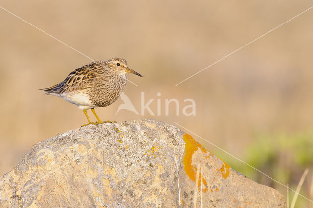 Gestreepte Strandloper (Calidris melanotos)