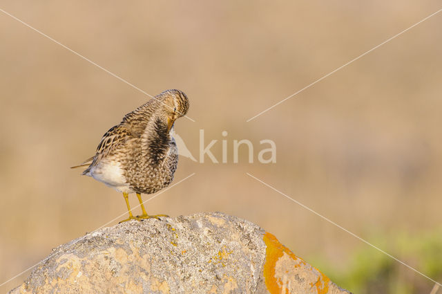 Pectoral Sandpiper (Calidris melanotos)