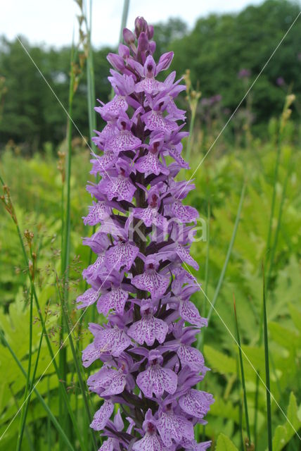 Gevlekte orchis (Dactylorhiza maculata)