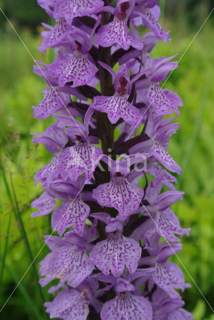 Gevlekte orchis (Dactylorhiza maculata)