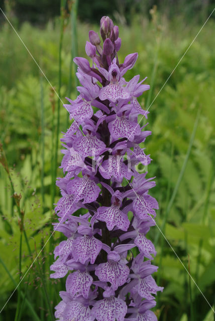 Gevlekte orchis (Dactylorhiza maculata)