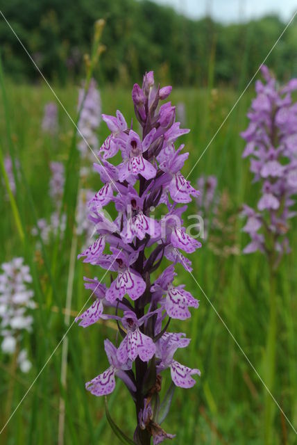 Gevlekte orchis (Dactylorhiza maculata)