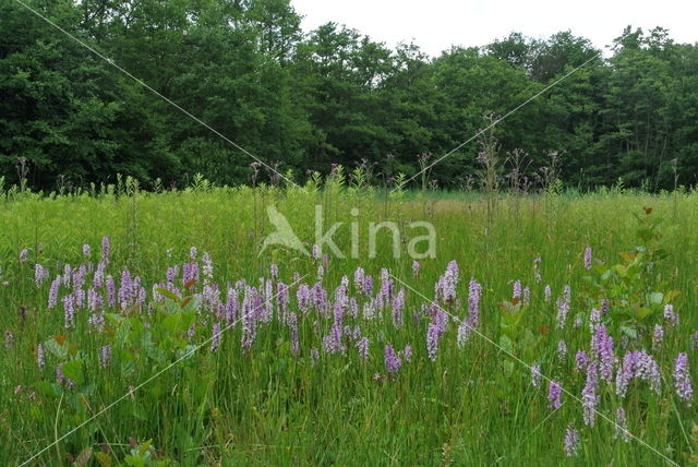 Gevlekte orchis (Dactylorhiza maculata)