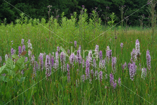 Gevlekte orchis (Dactylorhiza maculata)