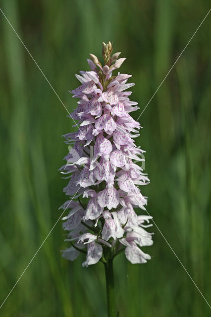 Spotted orchid (Dactylorhiza maculata)
