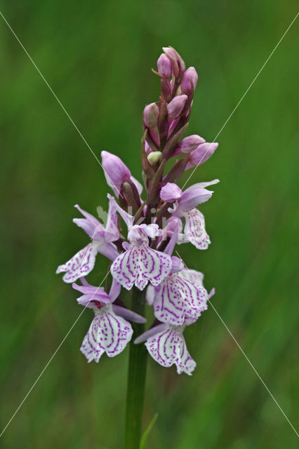 Spotted orchid (Dactylorhiza maculata)