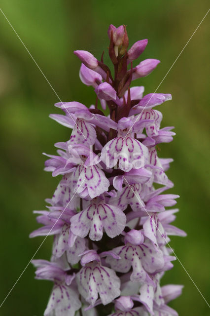 Gevlekte orchis (Dactylorhiza maculata)