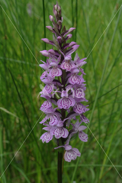 Gevlekte orchis (Dactylorhiza maculata)