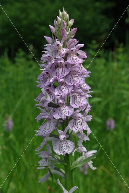 Spotted orchid (Dactylorhiza maculata)
