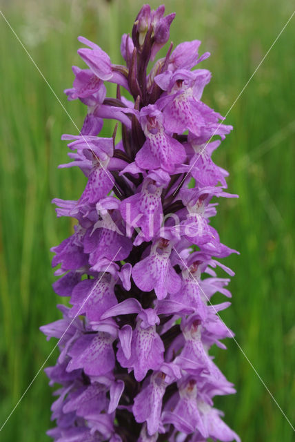 Gevlekte rietorchis (Dactylorhiza praetermissa var. junialis)