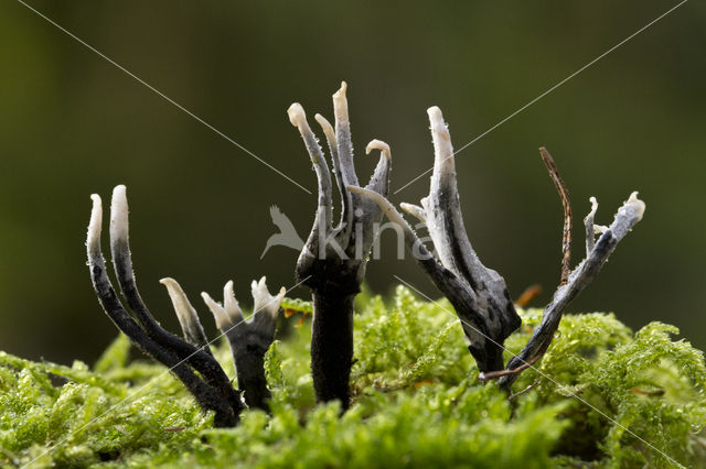 Geweizwam (Xylaria hypoxylon)