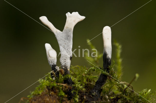 Candle Snuff Fungus (Xylaria hypoxylon)