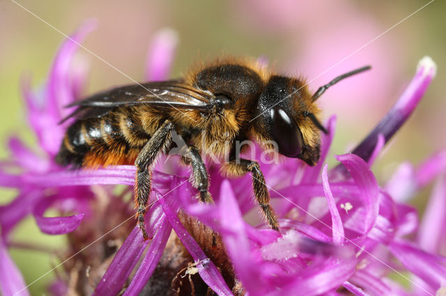 leaf-cutter bee (Megachile versicolor)