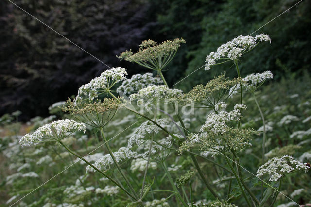 Hogweed (Heracleum sphondylium)