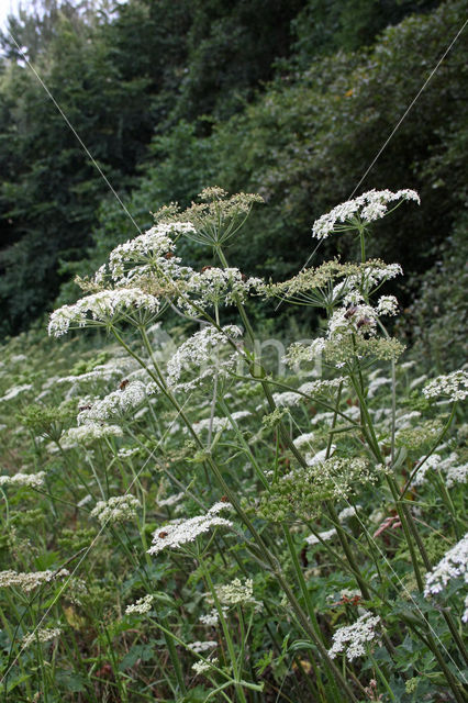 Hogweed (Heracleum sphondylium)