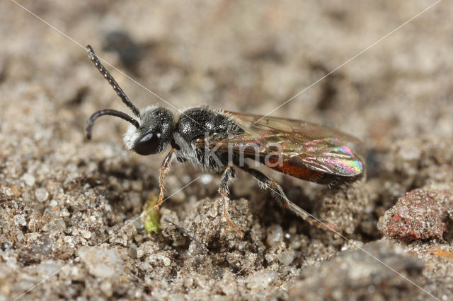 Gewone dwergbloedbij (Sphecodes miniatus)