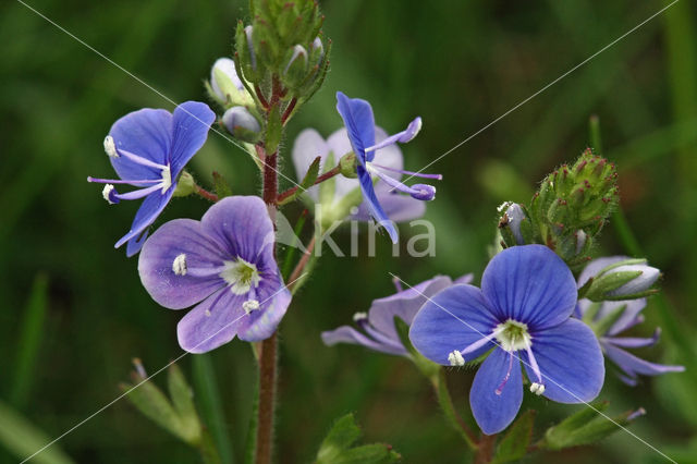 Gewone ereprijs (Veronica chamaedrys)