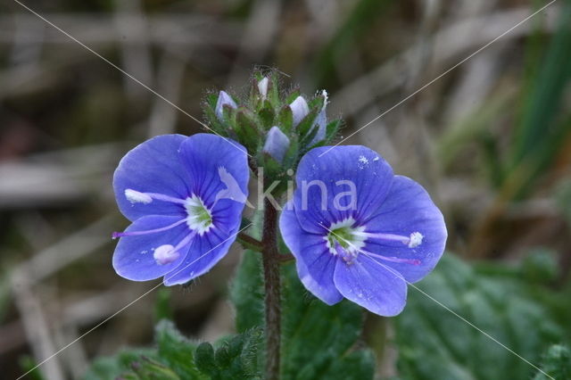 Gewone ereprijs (Veronica chamaedrys)