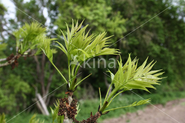 Gewone es (Fraxinus excelsior)