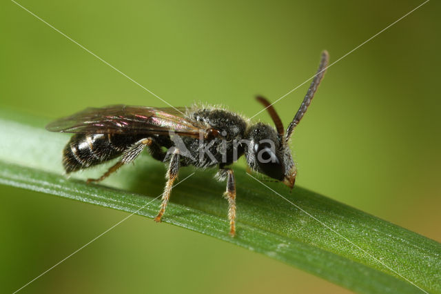 Gewone franjegroefbij (Lasioglossum sexstrigatum)
