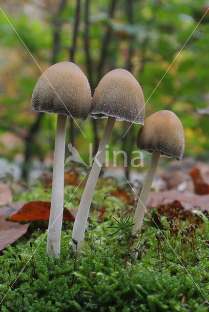 Gewone glimmerinktzwam (Coprinus micaceus)