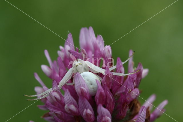 Gewone kameleonspin (Misumena vatia)