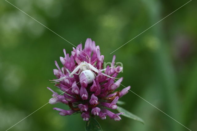 Gewone kameleonspin (Misumena vatia)