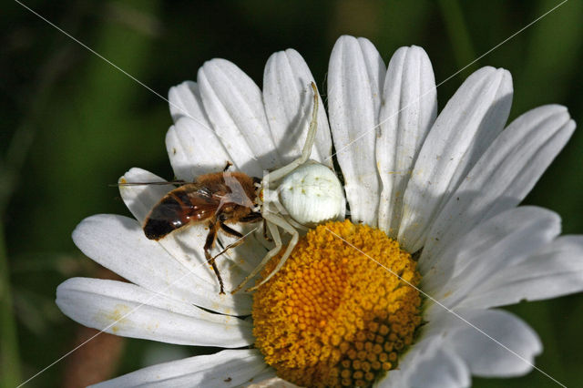 Gewone kameleonspin (Misumena vatia)