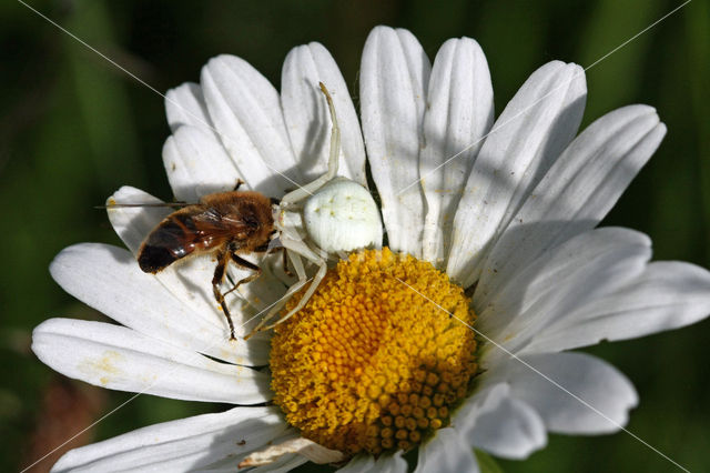 Gewone kameleonspin (Misumena vatia)