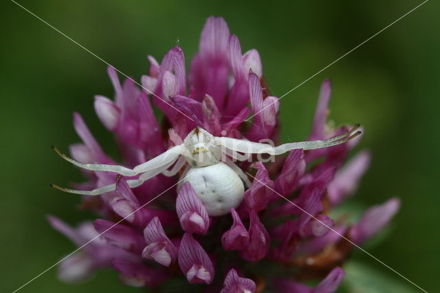 Gewone kameleonspin (Misumena vatia)