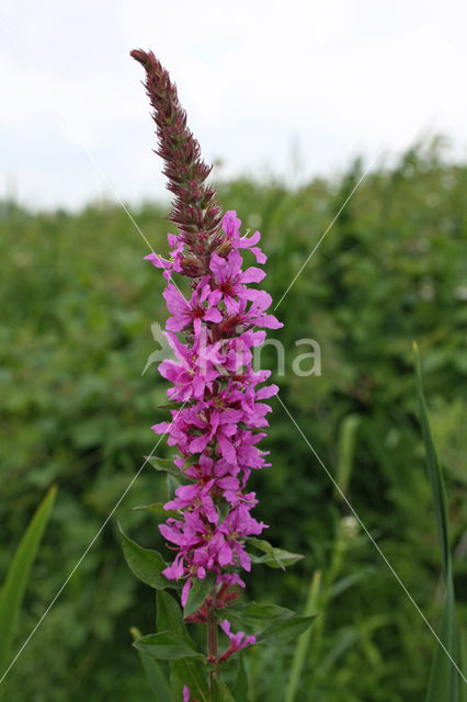 Purple Loosestrife (Lythrum salicaria)