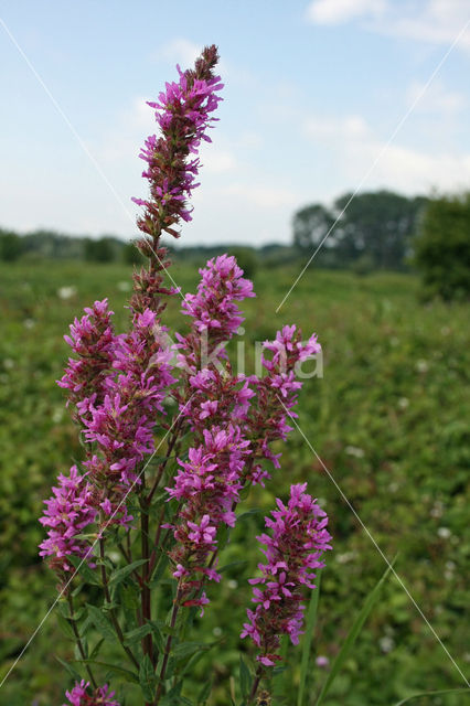 Gewone kattenstaart (Lythrum salicaria)