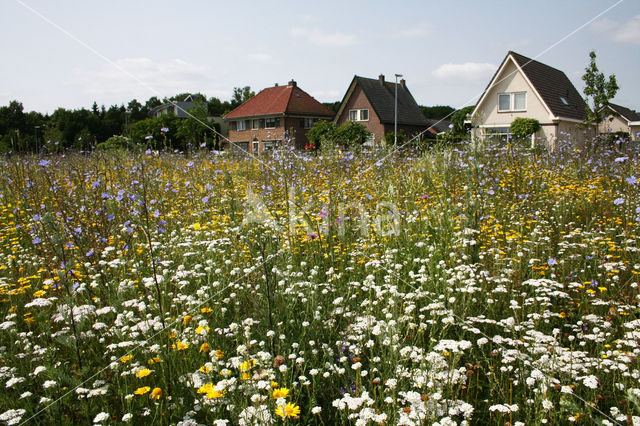 Gewone margriet (Leucanthemum vulgare)