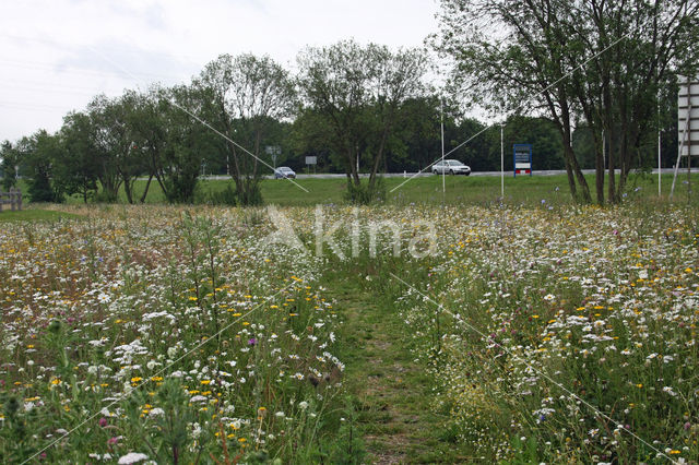 Gewone margriet (Leucanthemum vulgare)