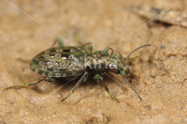 ground Beetle (Elaphrus riparius)