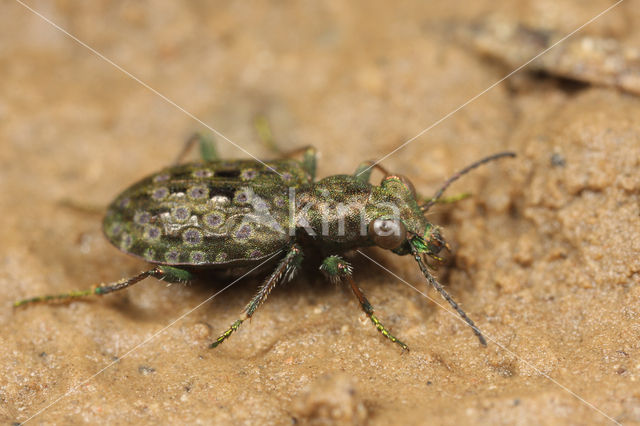 Gewone Oeverloopkever (Elaphrus riparius)