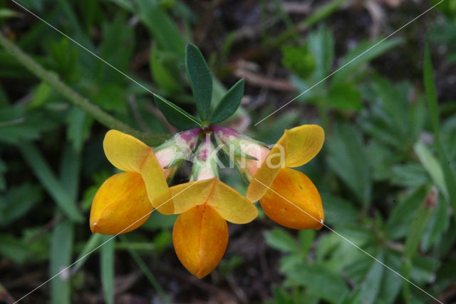 Gewone rolklaver (Lotus corniculatus)