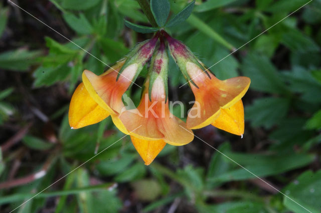 Gewone rolklaver (Lotus corniculatus)