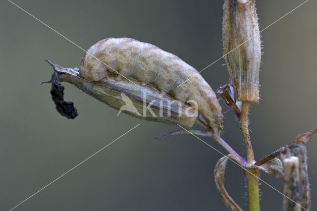 The Lychnis (Hadena bicruris)