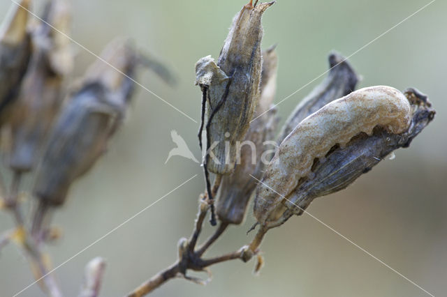 Gewone silene-uil (Hadena bicruris)