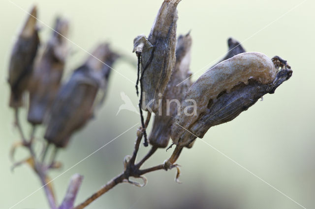 The Lychnis (Hadena bicruris)