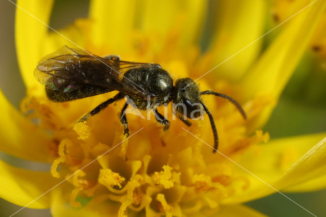 Lasioglossum leucopus